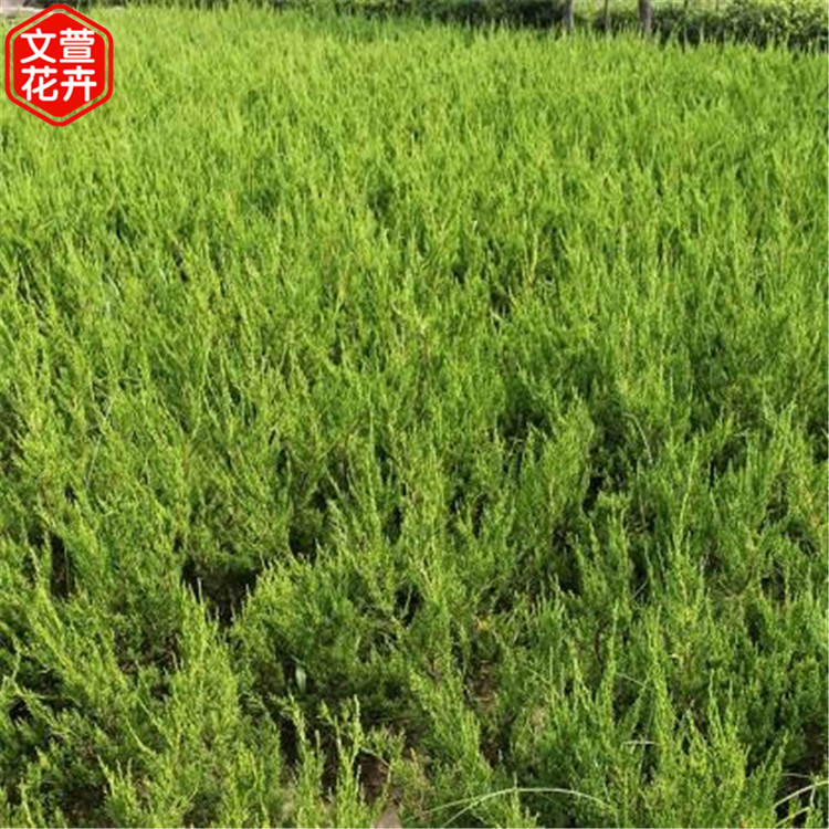 小龙柏苗 山东龙柏培育 价格实惠