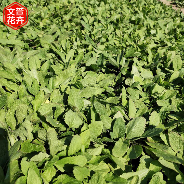宿根鼠尾草 青州地被鼠尾草销售 杯苗鼠尾草