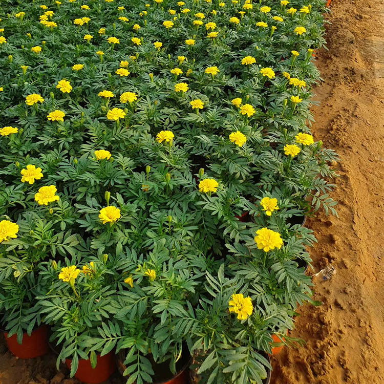 孔雀草盆栽 映雪花卉孔雀草出售 一二年宿根草花
