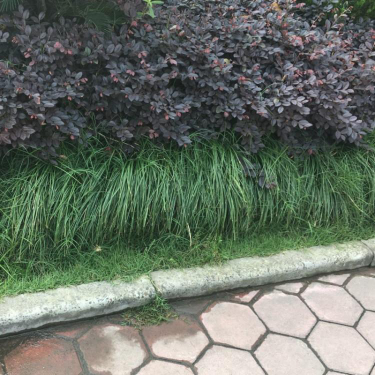 御景 麦冬草大量供应 绿化工程草坪牧草