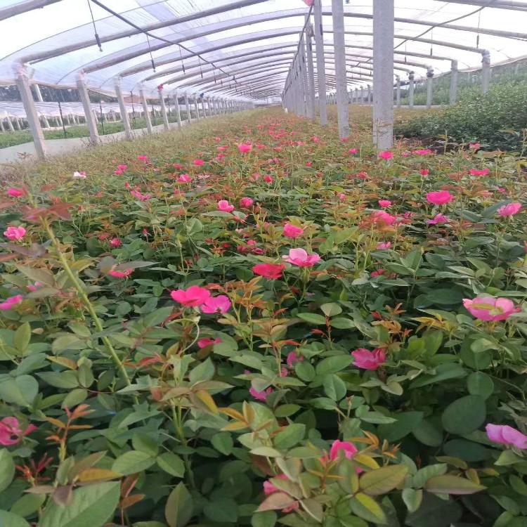 欢迎电话联系 大花月季 月季销售