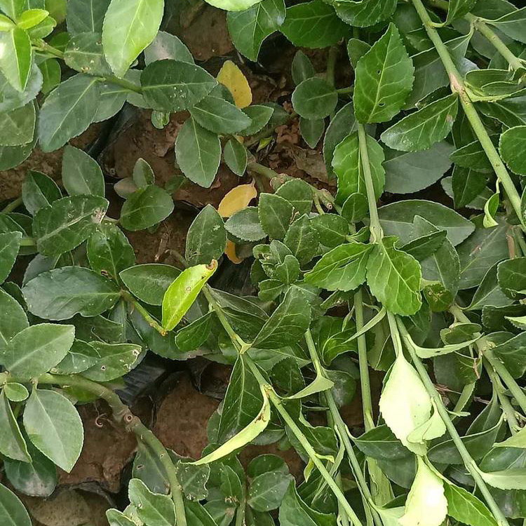 好苗售卖地 绿化用大叶扶芳藤 山东绿化苗木 大叶扶芳藤批发商