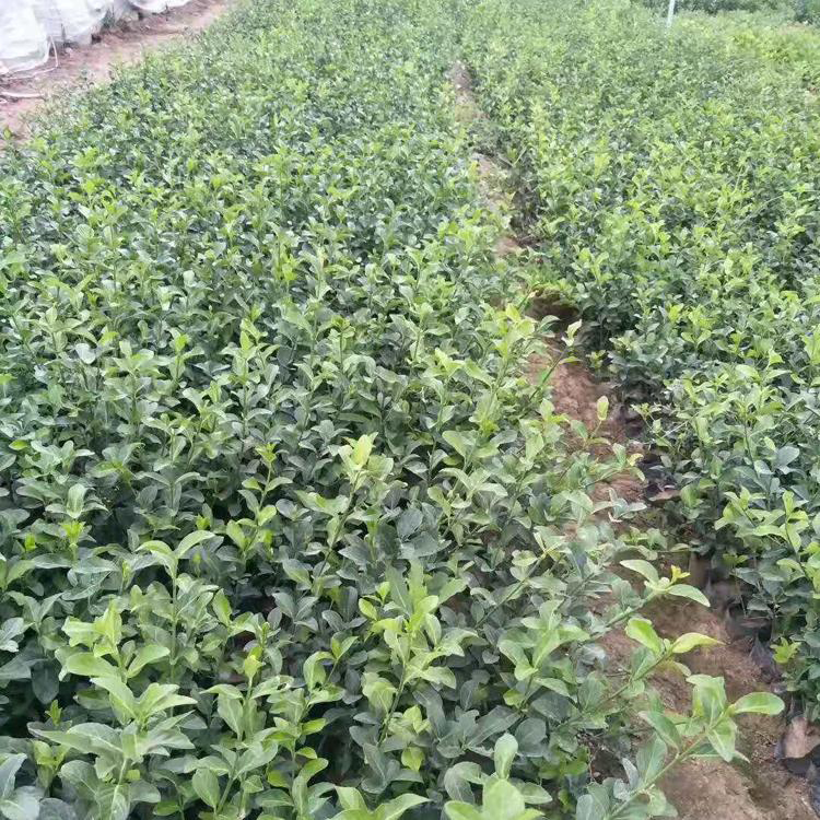 基地供应 绿化用大叶扶芳藤 山东绿化苗木 大叶扶芳藤行情