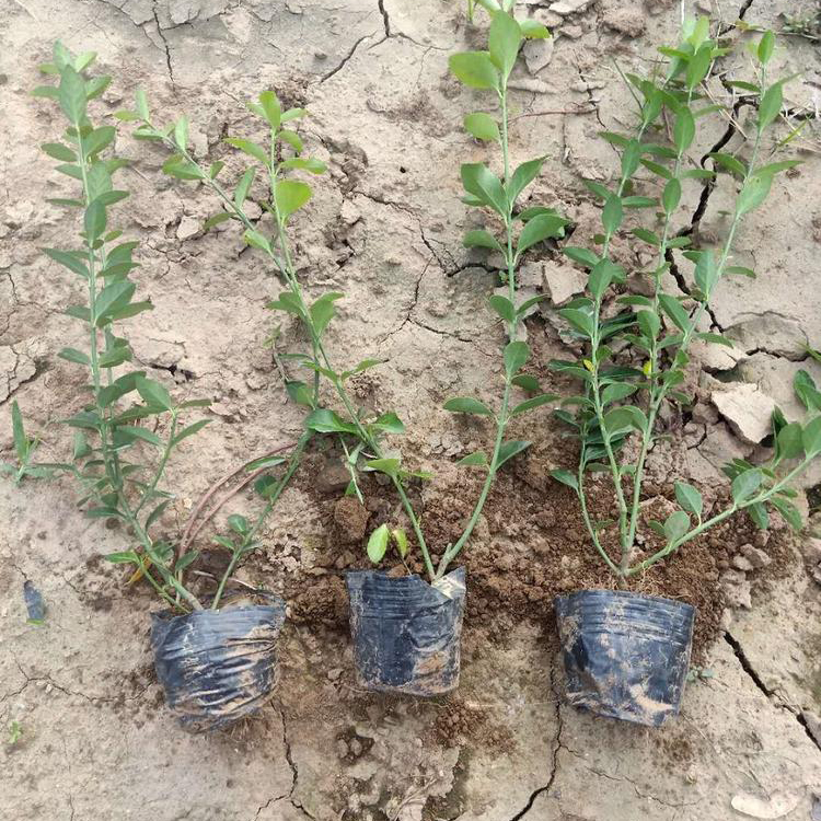 御景花卉批发 大叶扶芳藤 青州绿化苗木 大叶扶芳藤种植基地