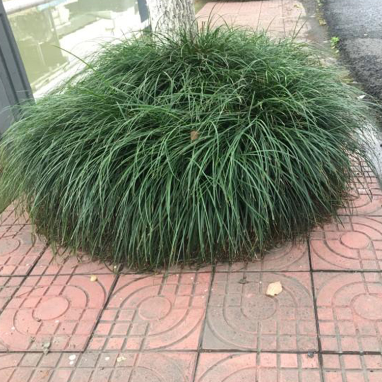 地被沿阶草小苗 长势好 御景花卉大量供应