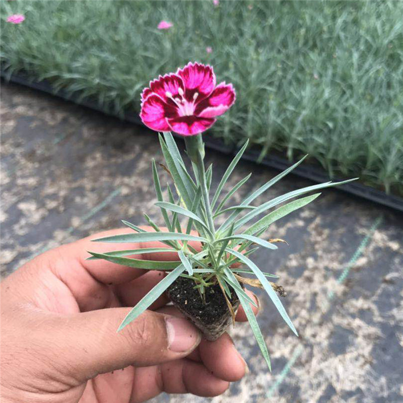 新上市彩虹石竹简易盆苗价格 彩虹石竹穴盘苗培育中心 彩诺园艺