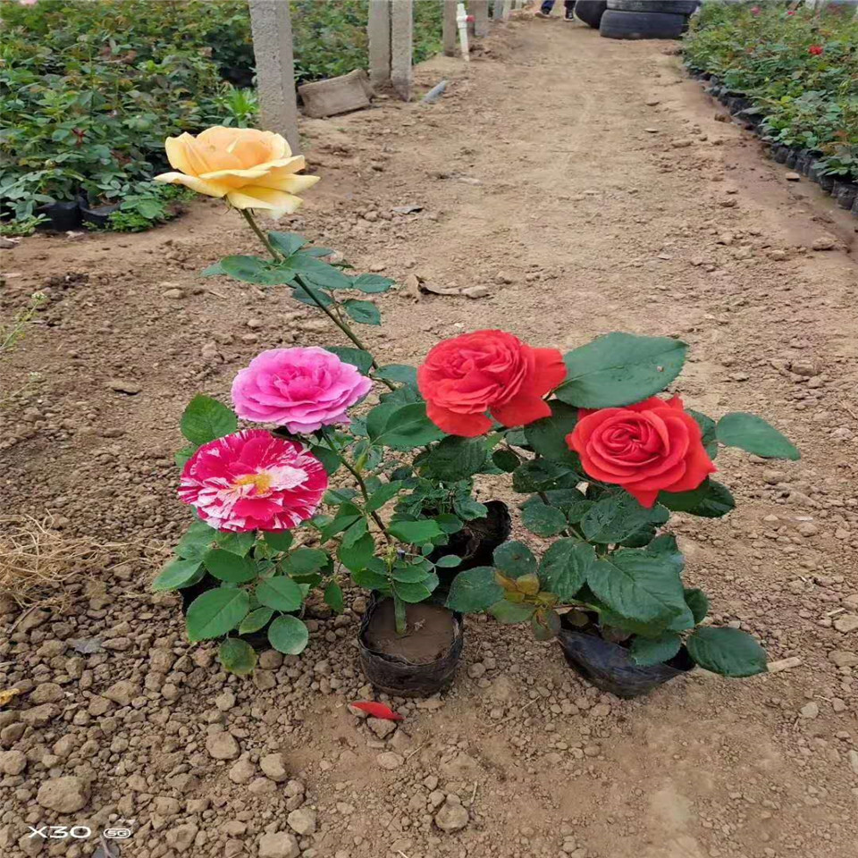 供应50公分微型月季花 大花月季营养钵苗报价 月季花工程苗价格