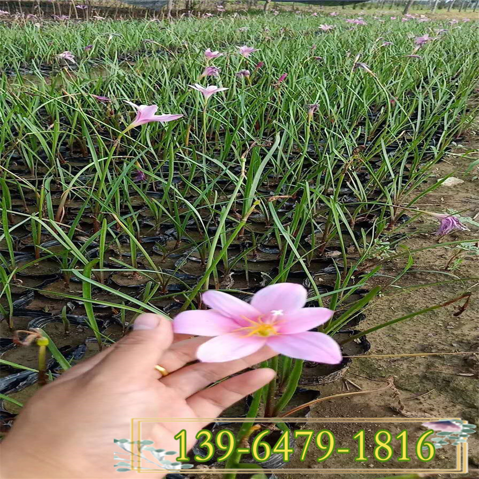  红花韭兰小杯苗 白花葱兰工程苗 小区绿化公园绿化带土盆栽苗