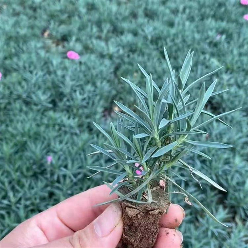 多年生花卉彩虹石竹小杯苗 石竹品种 彩虹石竹穴盘苗