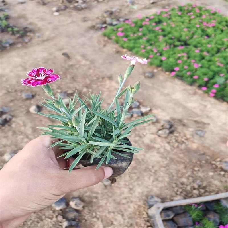 销量好的彩虹石竹工程用苗 青州花卉彩虹石竹穴盘苗 五彩石竹图片