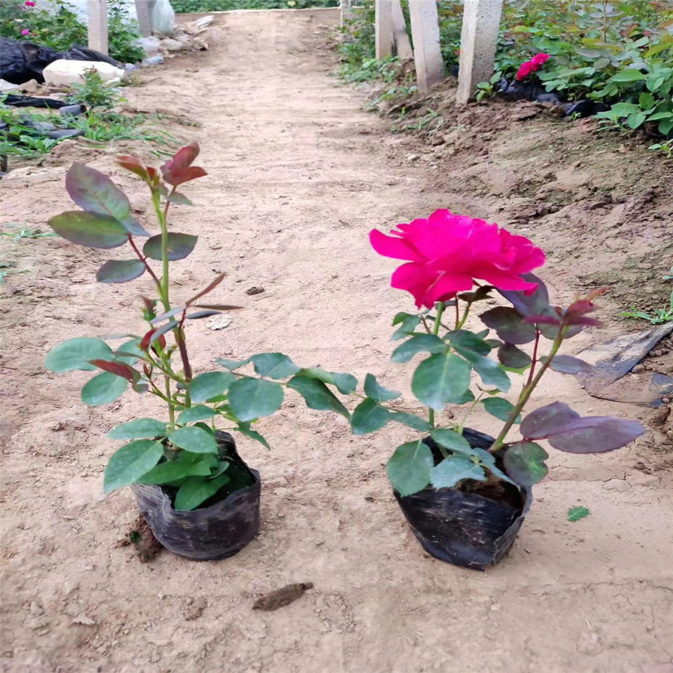 高度30公分打底大花品种月季工程苗  物美价廉地被月季营养钵苗 青州供应商