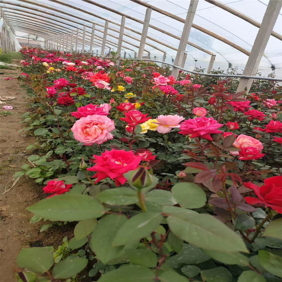 大红色月季工程苗价格 品种月季小苗种植基地  河南月季供应商