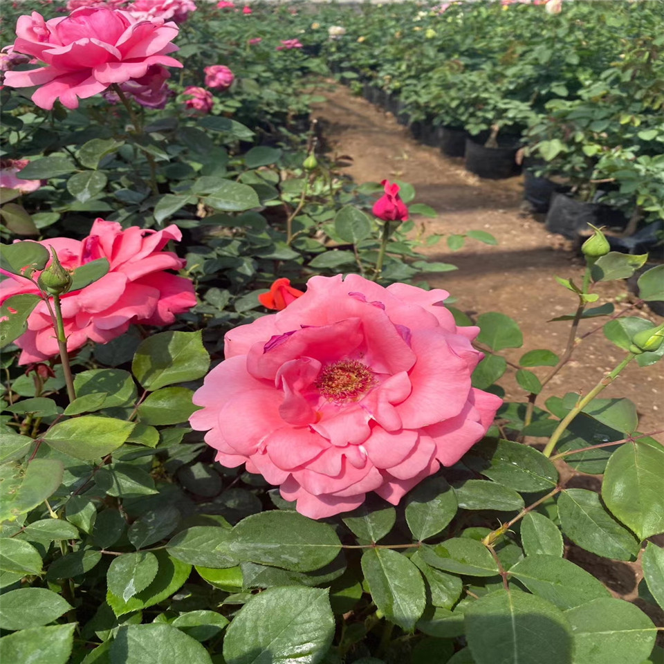 批发庭院植物粉红色月季盆栽苗 大杯二年生大花月季玫瑰小苗