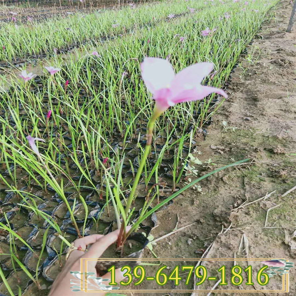 韭兰杯苗袋苗批发 白花葱兰工程绿化苗 量大从优