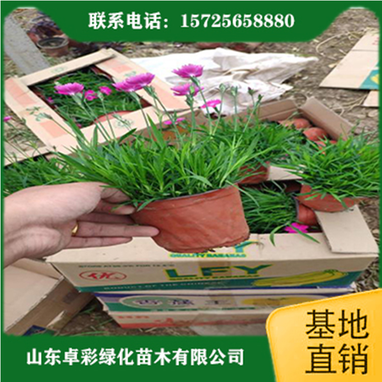 卓彩欧石竹小苗  欧石竹  双色盆欧石竹