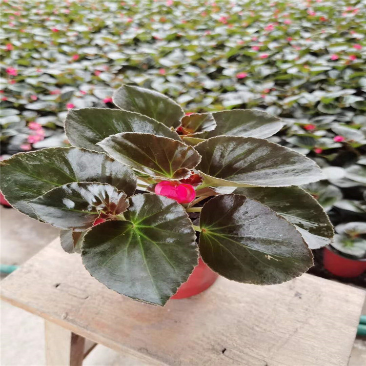 卓彩苗木  海棠苗子   四季海棠  海棠价格
