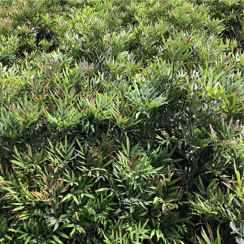 山东南天竹小苗 南天竹种植基地 欢迎选购