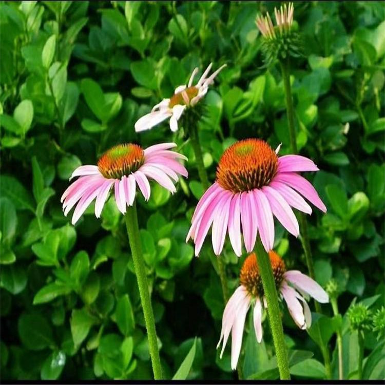 青岛松果菊  松果菊花海  紫锥花价格 期待咨询