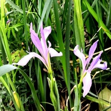 大量供应马蔺批发 马蔺种植基地