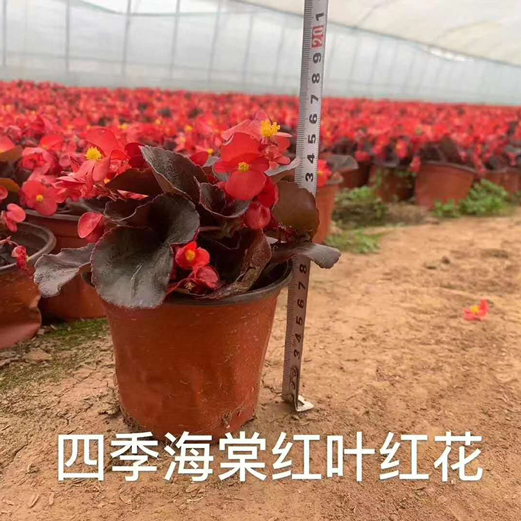 四季海棠批发商 花苞多花色好 青州四季海棠小苗供应