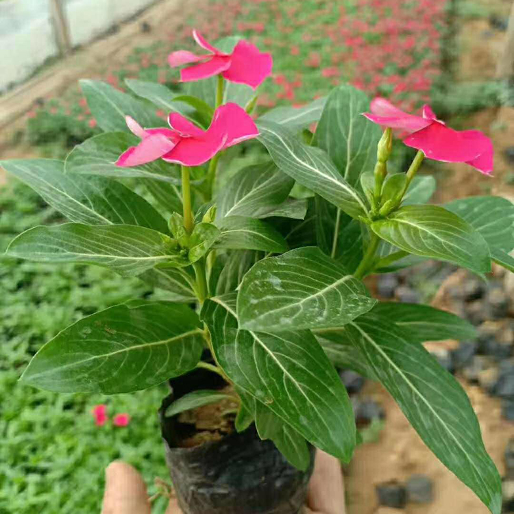 长春花基地 长势好 山东上盆天天开观赏盆栽