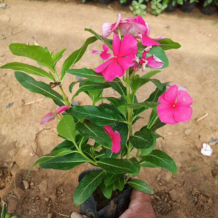 园林观赏长春花 青州长春花种植基地