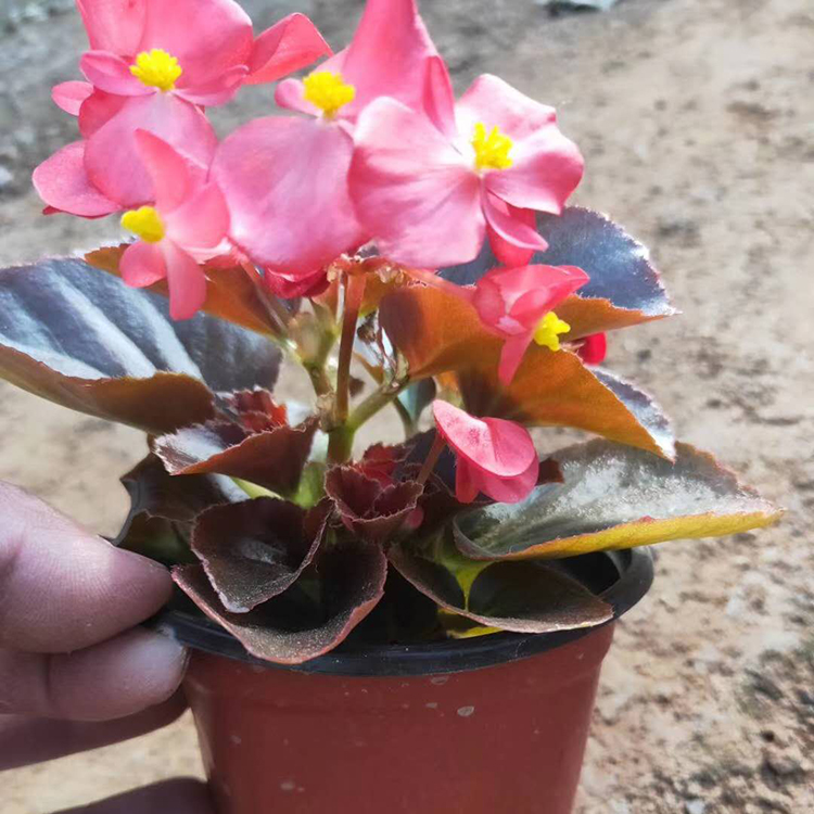 长势好易成活的四季海棠 观赏花卉 岱青园林批发