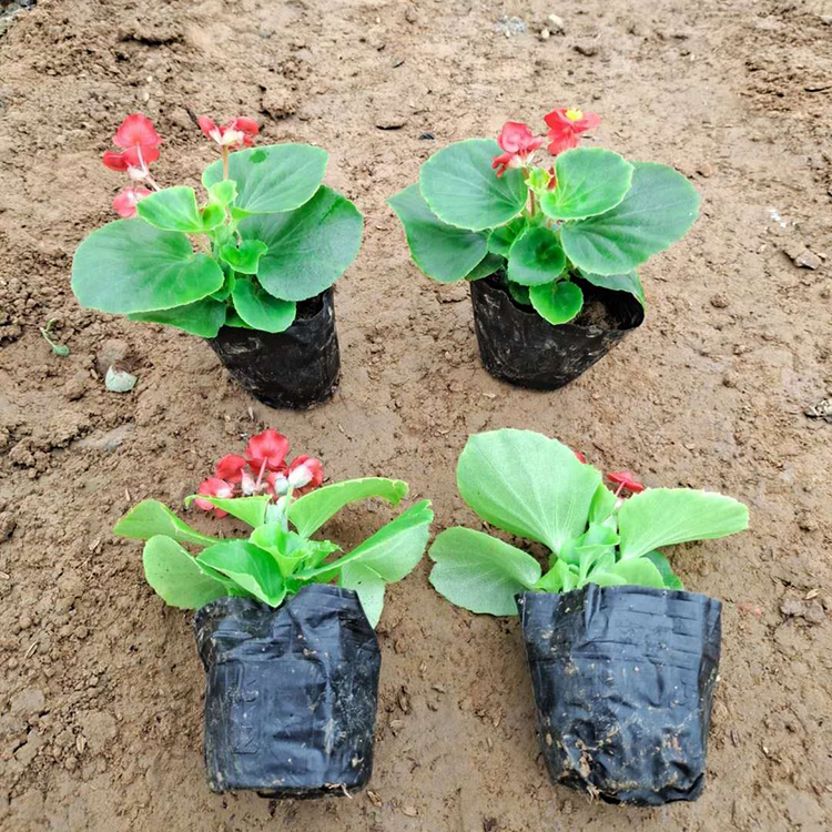 四季海棠批发商 基地供应 青州上盆四季海棠