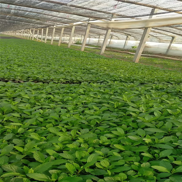 马鞭草 马鞭草基地价格 山东马鞭草批发 马鞭草花海用苗供应商 