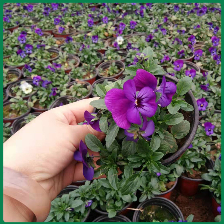基地直销角堇 紫花角堇小苗 凯洋花卉