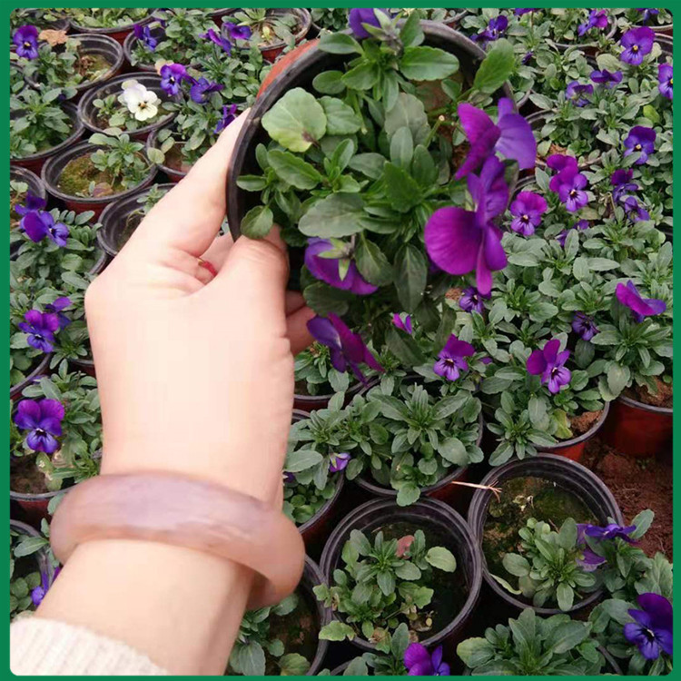 角堇 欢迎致电咨询 角堇花苗