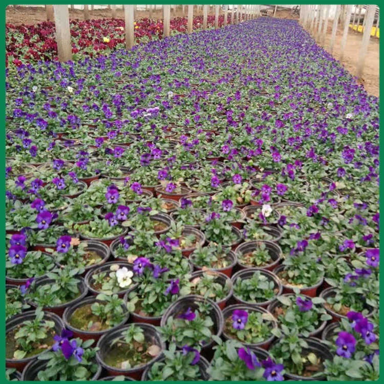 角堇种植基地 多年生草本植物 山东角堇批发商