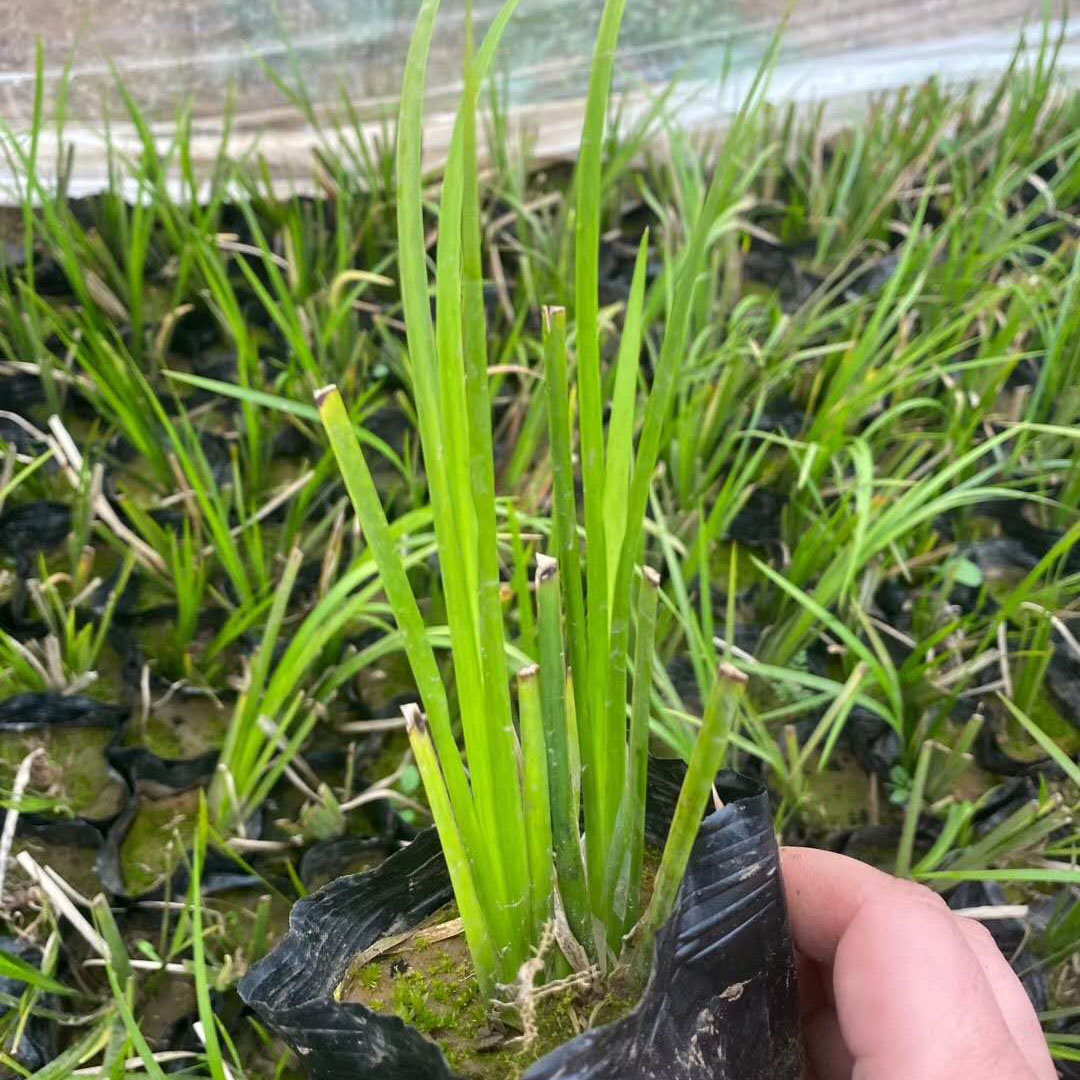 水生植物菖蒲  菖蒲报价  报价合理