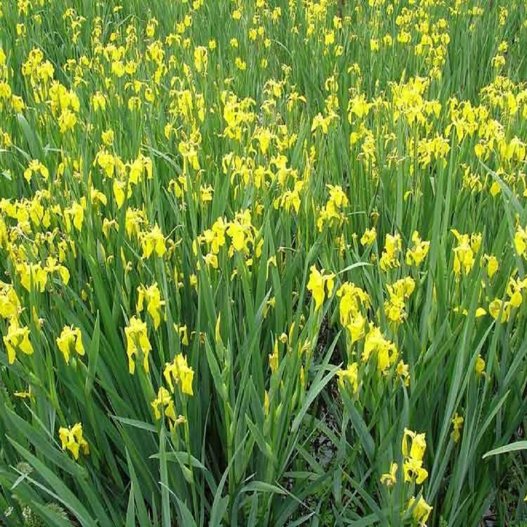 菖蒲价格 基地直发 开春移栽 养护简单 喜潮湿阴凉