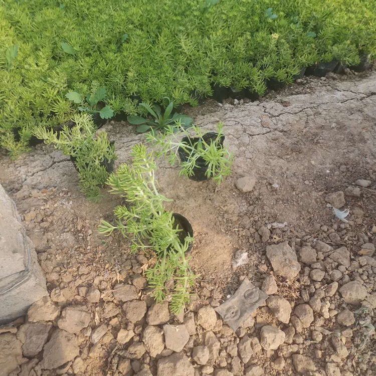 地被佛甲草 佛甲草种植 佛甲草小苗批发基地
