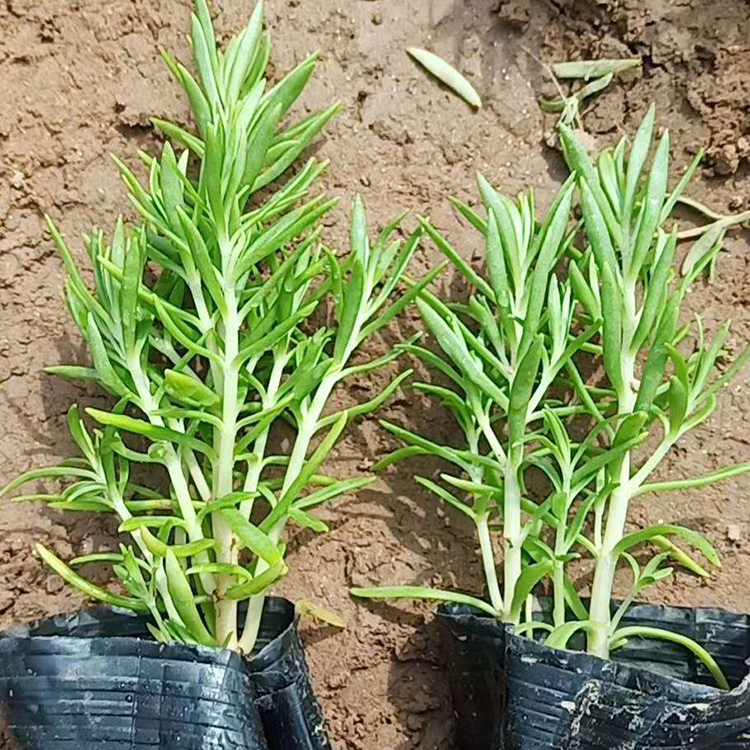 青州佛甲草 佛甲草价格 基地种植佛甲草