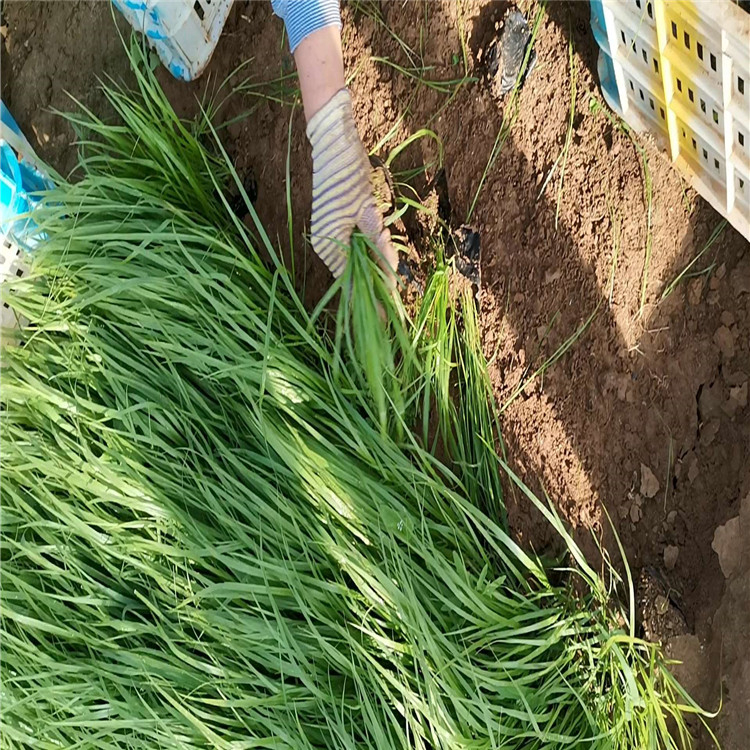 狼尾草批发商 狼尾草出售 狼尾草营养钵苗