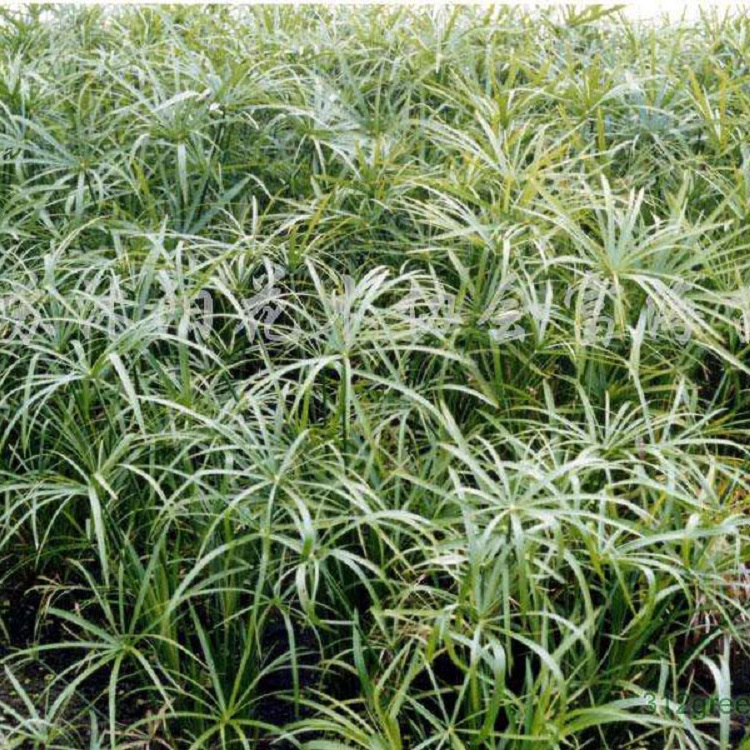 水生植物旱伞草