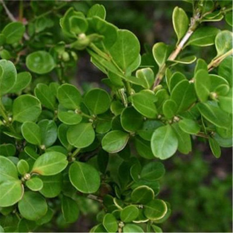 出售各种规格黄杨  黄杨种植基地  黄杨苗子带土球发货