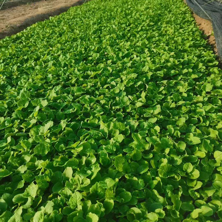 观赏花海二月兰  二月兰价格  适应能力好
