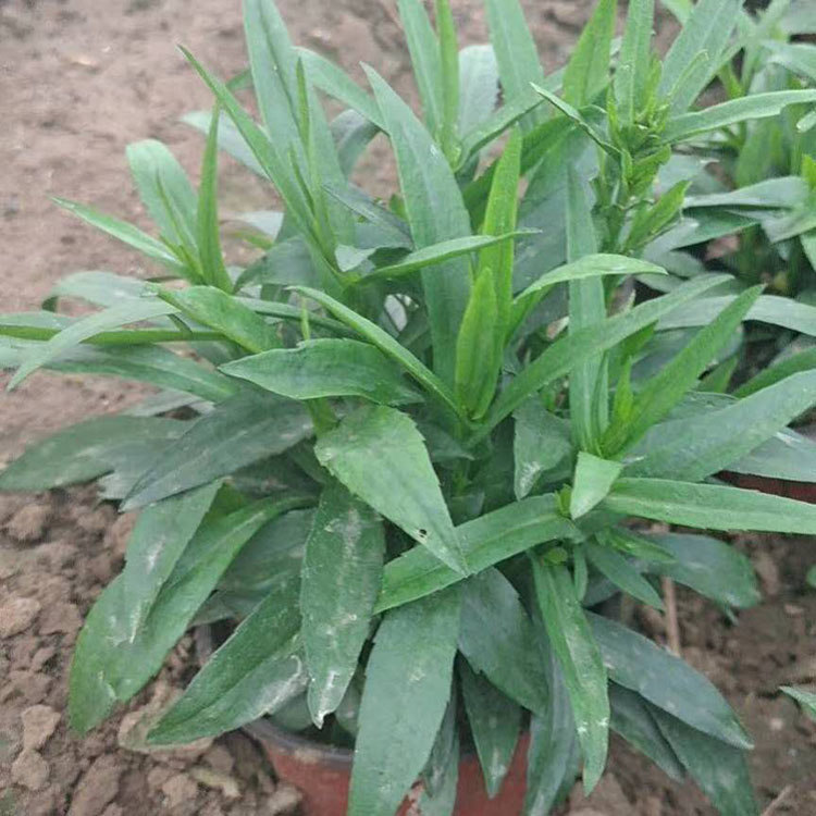 荷兰菊出售  荷兰菊报价  价格从优