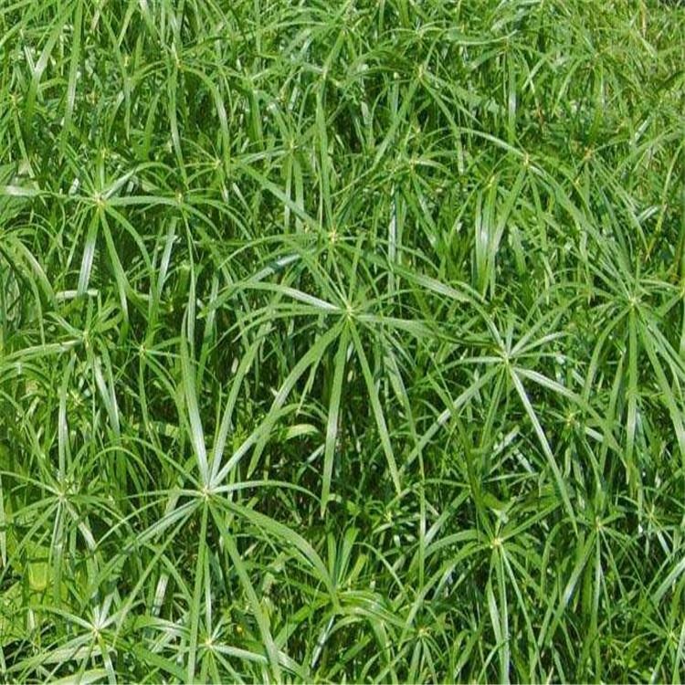 旱伞草出售  水生植物旱伞草