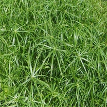 旱伞草出售  水生植物旱伞草
