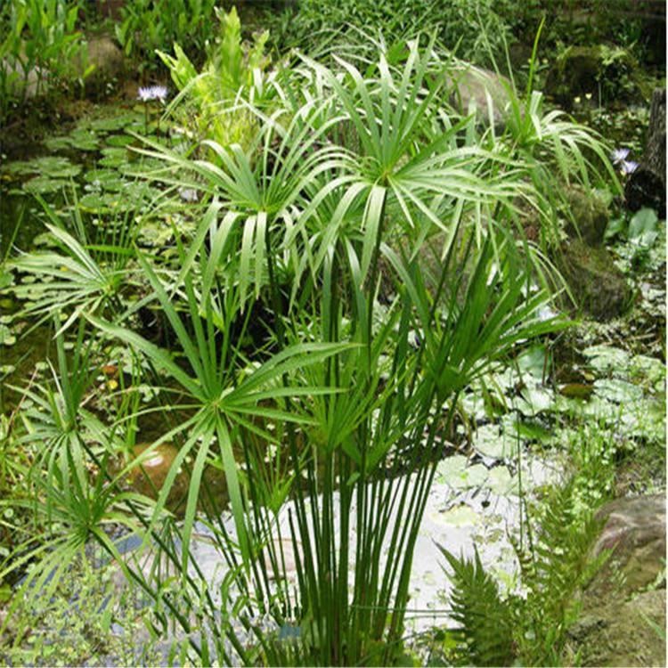 旱伞草批发  山东水生培育基地