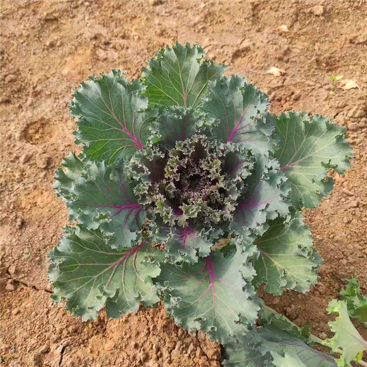  欧润 羽衣甘蓝 羽衣甘蓝基地 苗木种植基地
