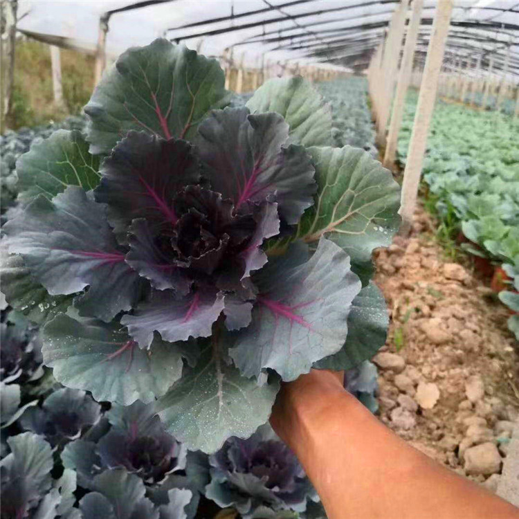  欧润 耐寒羽衣甘蓝 观叶植物羽衣甘蓝 绿化工程