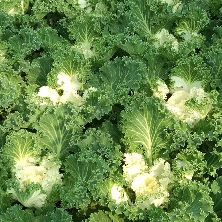  欧润 鸽系羽衣甘蓝 羽衣甘蓝种植批发 园林绿化