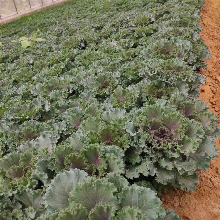   欧润 羽衣甘蓝报价 观叶植物羽衣甘蓝 基地直供