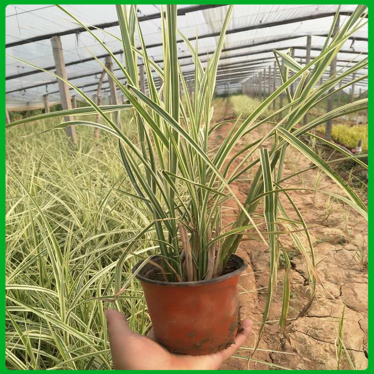草本植物 花叶芒 花叶芒种植基地 青州草花