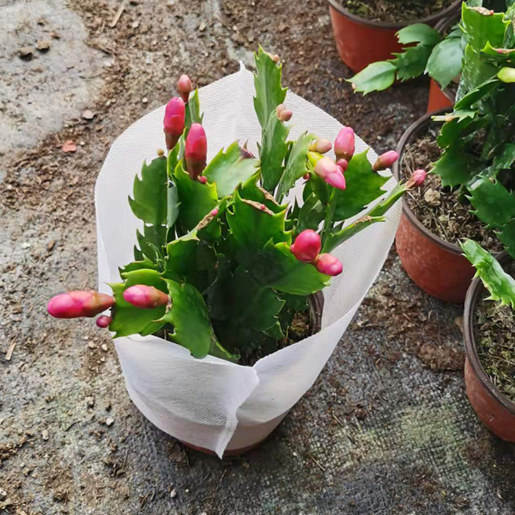 盆栽观赏花卉 蟹爪兰 多色蟹爪莲 基地批发
